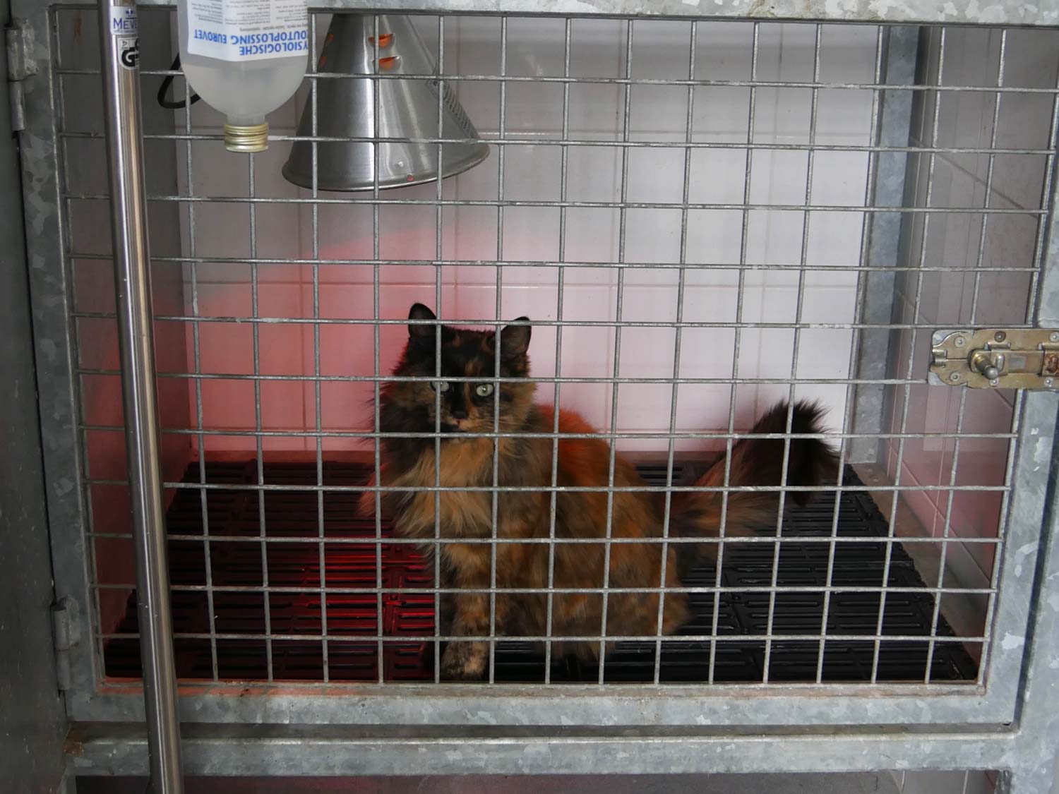 Hospitalisatie bij dierenarts