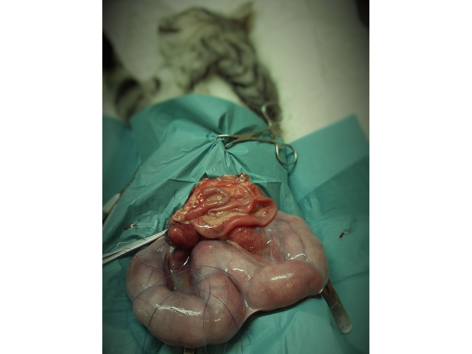 Operatiesdierenarts